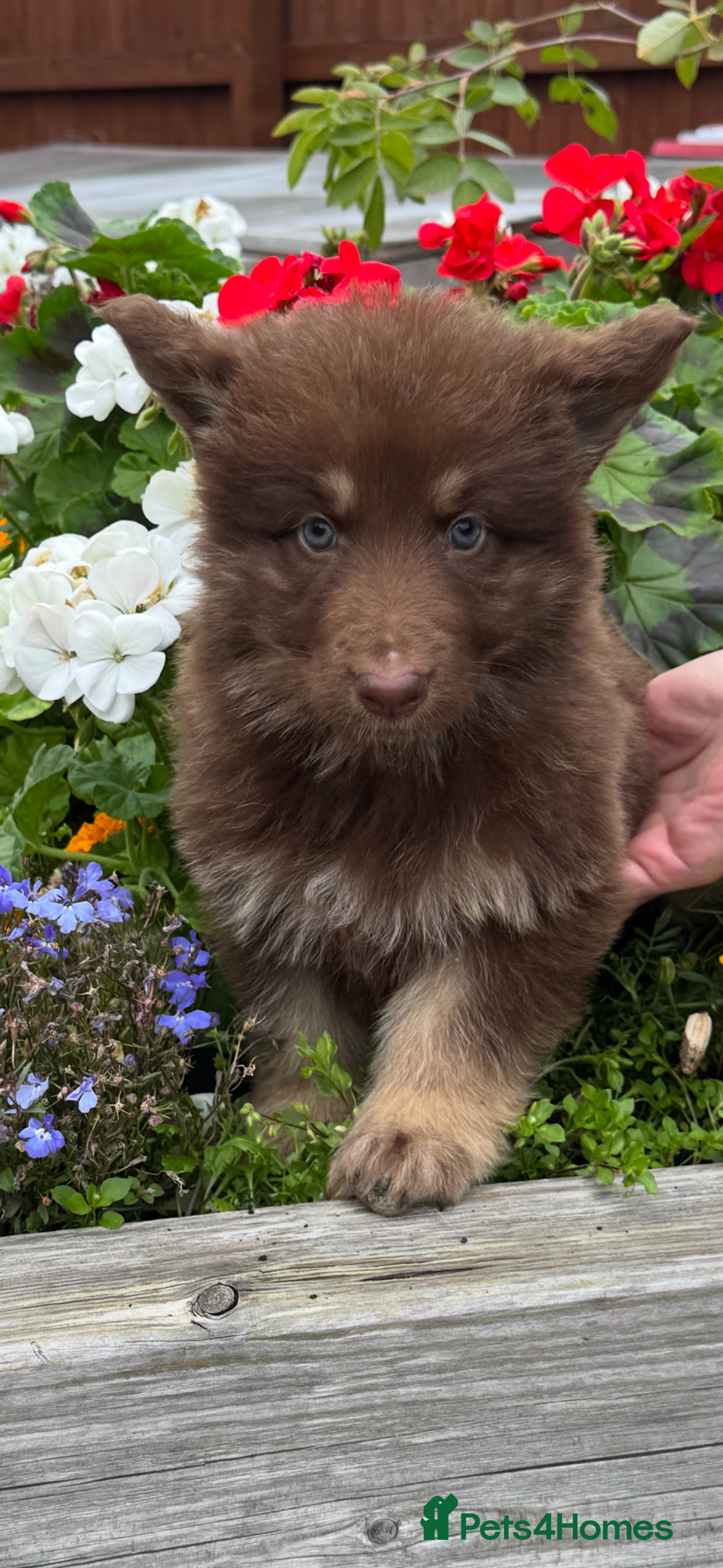 German Shepherd dogs for sale: Beautiful mixed coloured heath tested German sheps - Image 2