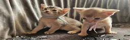 Abyssinian cats for sale: Beautiful Abyssinian Kittens  - Advert 1