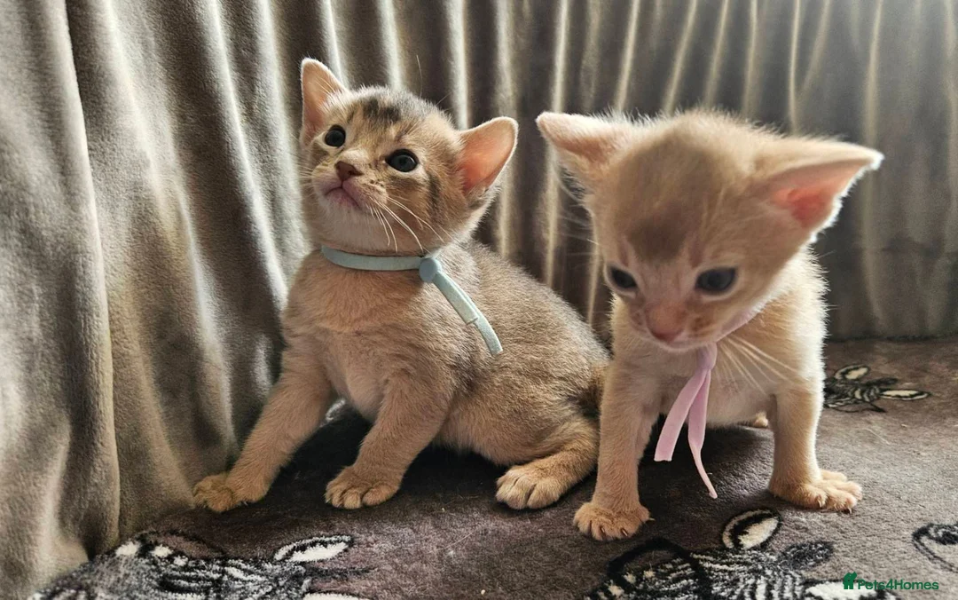Abyssinian cats for sale: Beautiful Abyssinian Kittens  - Advert 1