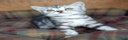 British Shorthair cats for sale: Super GCCF registered kittens  - Advert 3