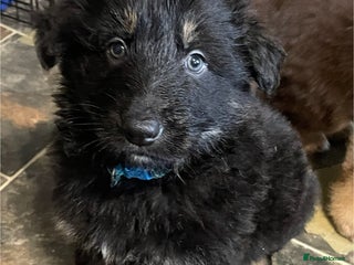 German Shepherd dogs Straight-topline German Shepherd puppies - Advert 9