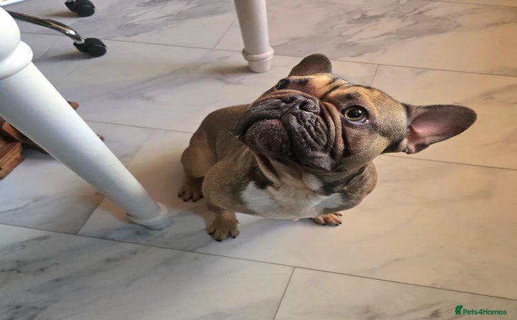 French Bulldog dogs - Advert 10
