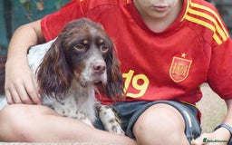 English Setter dogs for adoption: Vito  - Image 8