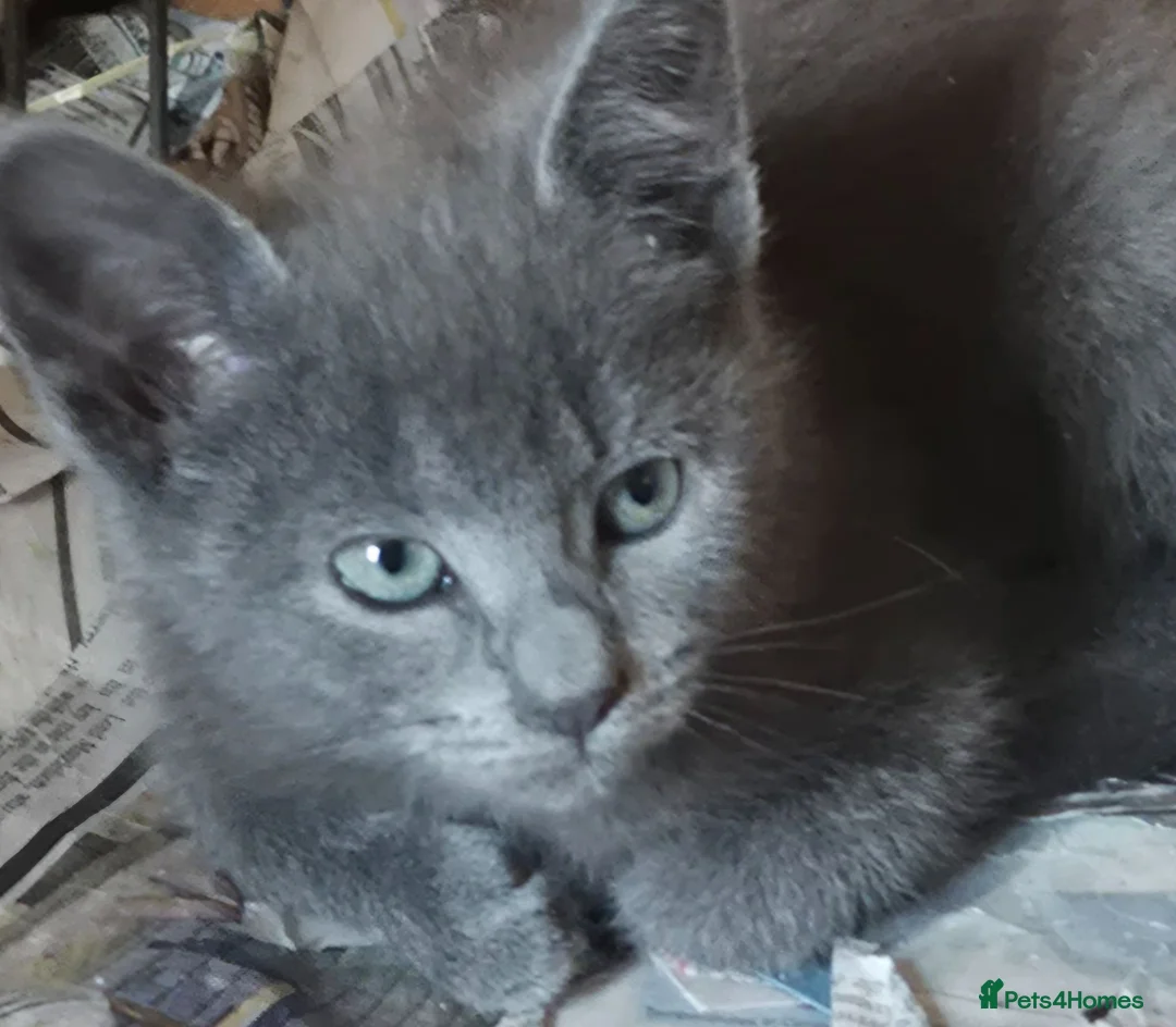 Mixed Breed cats for sale: Grey and grey tabby kittens ready to go in Bath - Advert 6