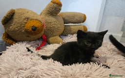 British Shorthair cats for sale: 4 lovely kittens - Image 5