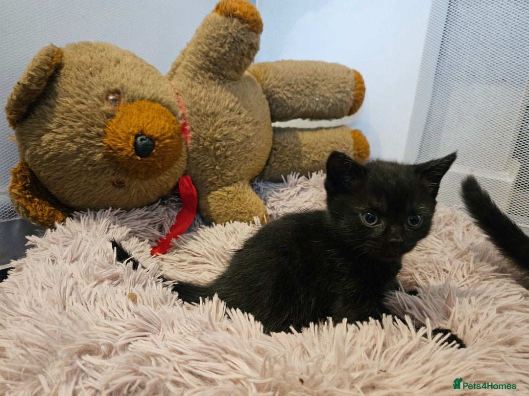 British Shorthair cats for sale: 4 lovely kittens - Image 5