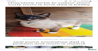 Snowshoe cats - Advert 9