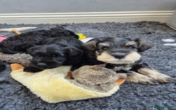 Miniature Schnauzer dogs for sale: Adorable KC Reg Miniature Schnauzer Puppies - Image 2