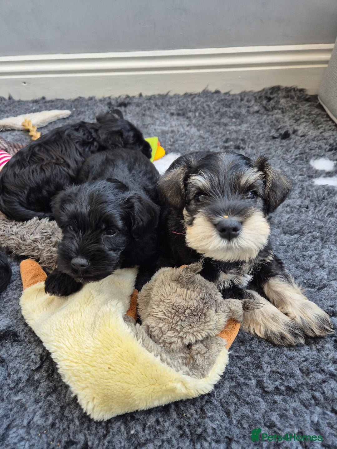 Miniature Schnauzer dogs for sale: Adorable KC Reg Miniature Schnauzer Puppies - Image 2