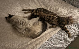 Bengal cats for sale: MUST GO TOGETHER  - Advert 1