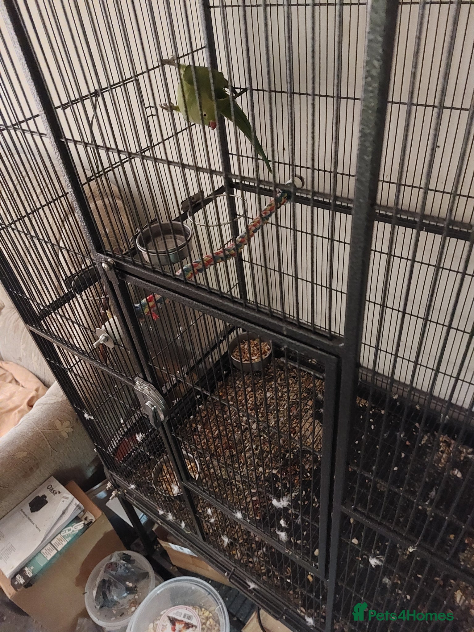 Ringnecks birds Ringneck parrot  - Advert 2