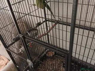 Ringnecks birds Ringneck parrot - Advert 2