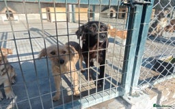 Mixed Breed dogs for adoption: Frida, 5-6 yrs approx. Available for adoption. - Advert 3