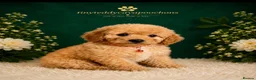 Cavapoochon dogs for sale: Tinyteddycavapoochons Now available  - Advert 2