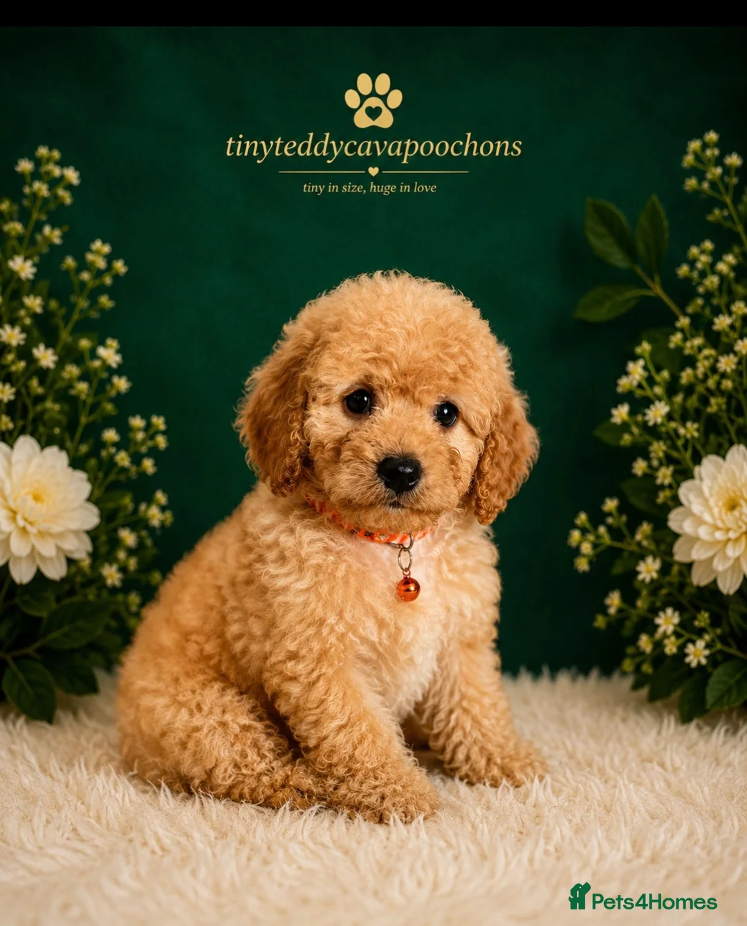 Cavapoochon dogs for sale: Tinyteddycavapoochons Now available  - Advert 2