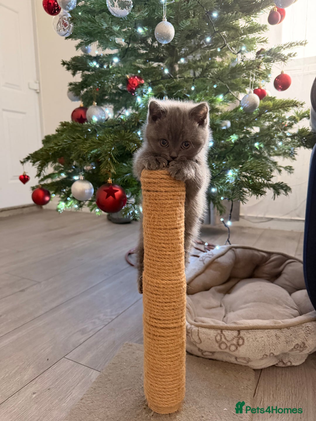 British Shorthair cats for sale: Wonderful, fluffy kittens - Advert 8