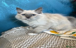 Ragdoll cats for sale: GORGEUS RAGDOLL KITTENS FOR SALE - Image 5