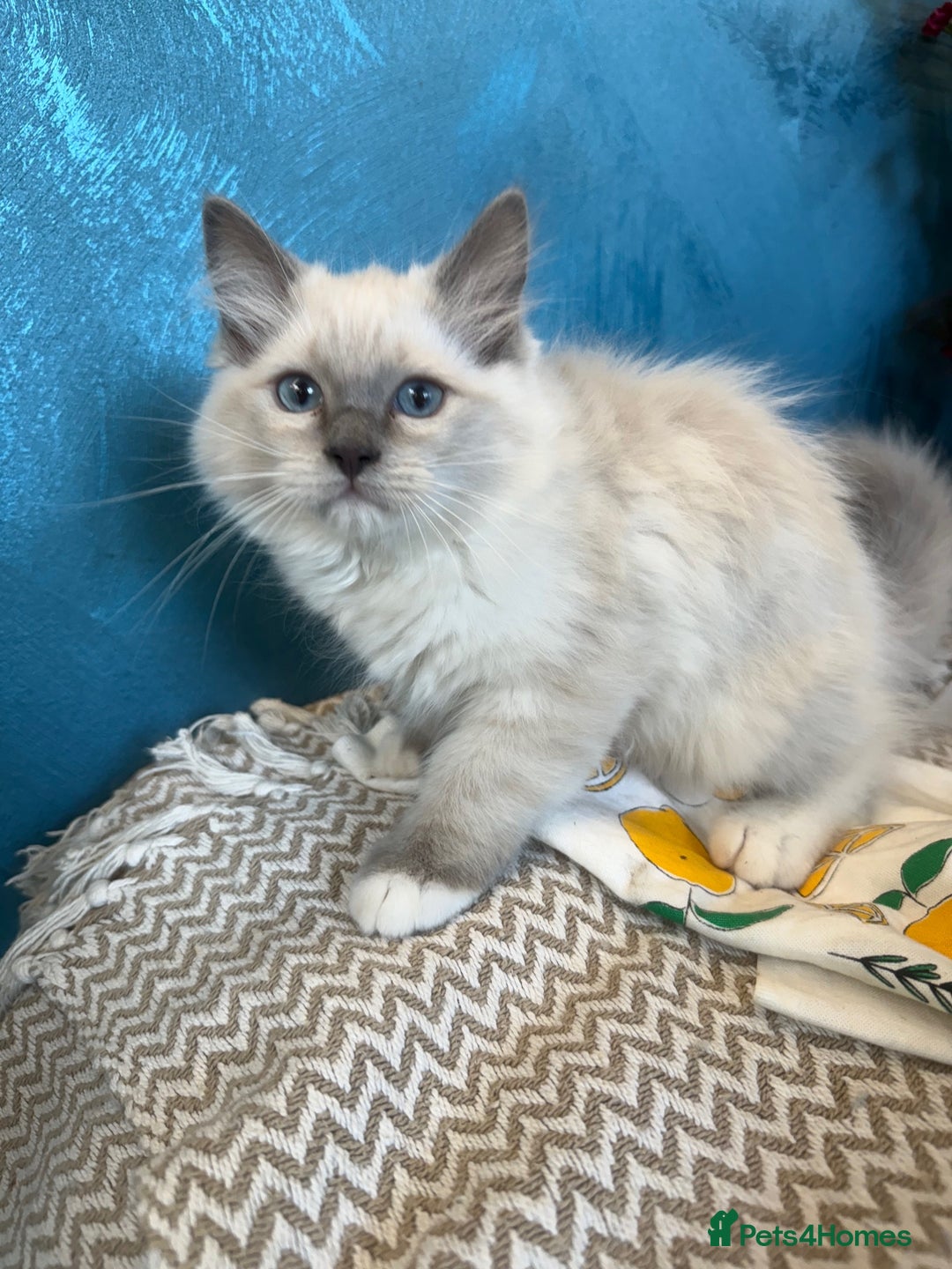 Ragdoll cats for sale: GORGEUS RAGDOLL KITTENS FOR SALE - Image 5