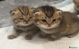 British Shorthair cats for sale: Ready to reserve  pedigree gold black shade bsh   - Image 3
