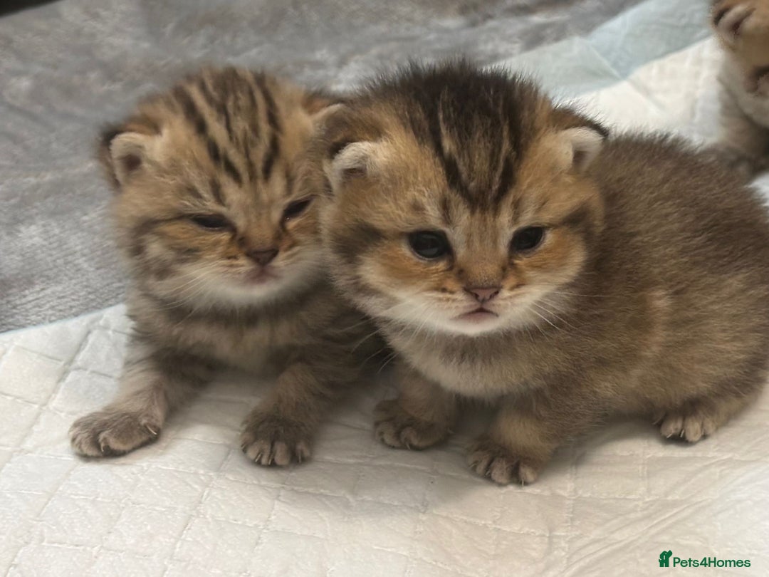 British Shorthair cats for sale: Ready to reserve  pedigree gold black shade bsh   - Image 3