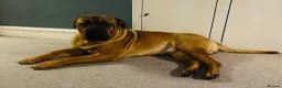 Mixed Breed dogs for sale: Ultimate Mastiff “Budley” - Advert 1