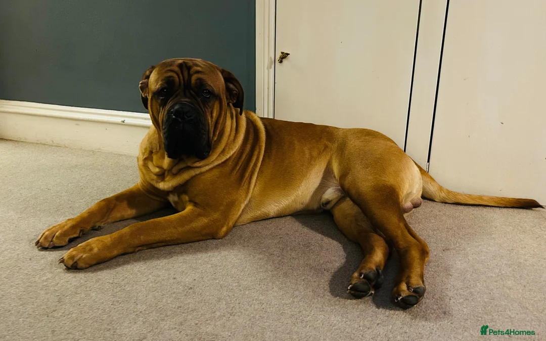 Mixed Breed dogs for sale: Ultimate Mastiff “Budley” - Advert 1