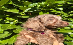 Cockapoo dogs for sale: Stunning Cockerpoo Puppies - Image 6