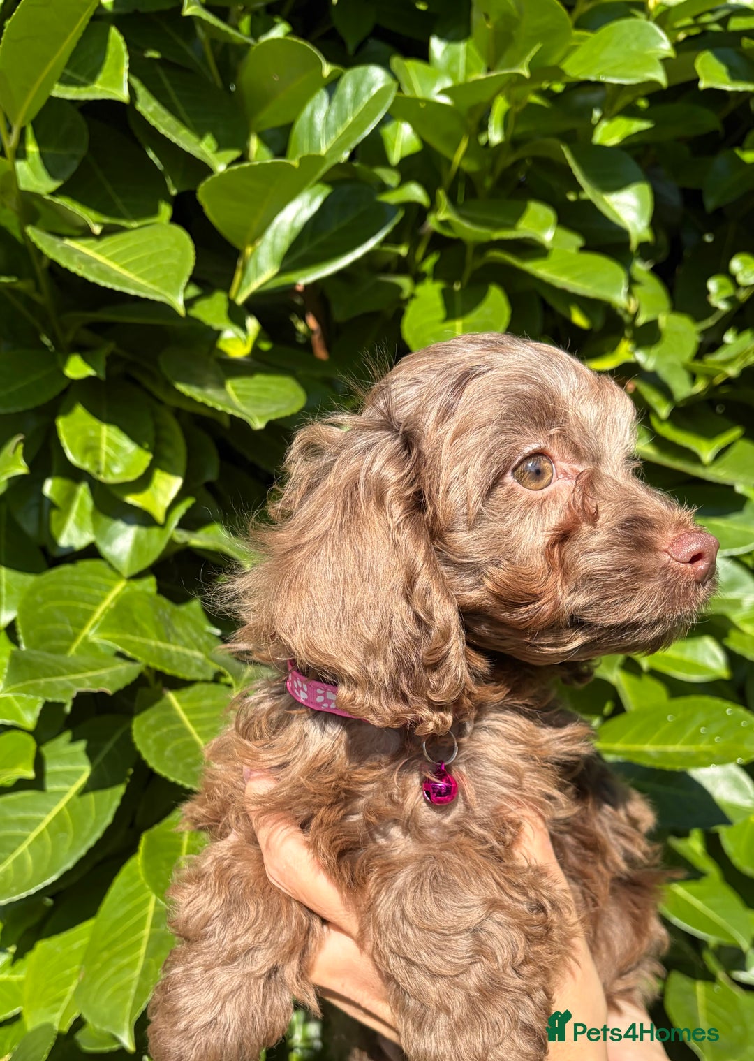 Cockapoo dogs for sale: Stunning Cockerpoo Puppies - Image 6
