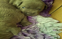 Staffordshire Bull Terrier dogs for sale: Blue Staffordshire Bull Terrier puppies - Image 8