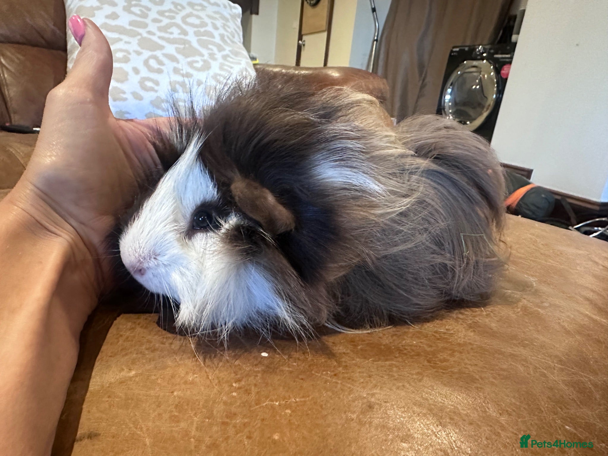 Guinea Pig rodents 7 months old male long haired guinea pig - Advert 19