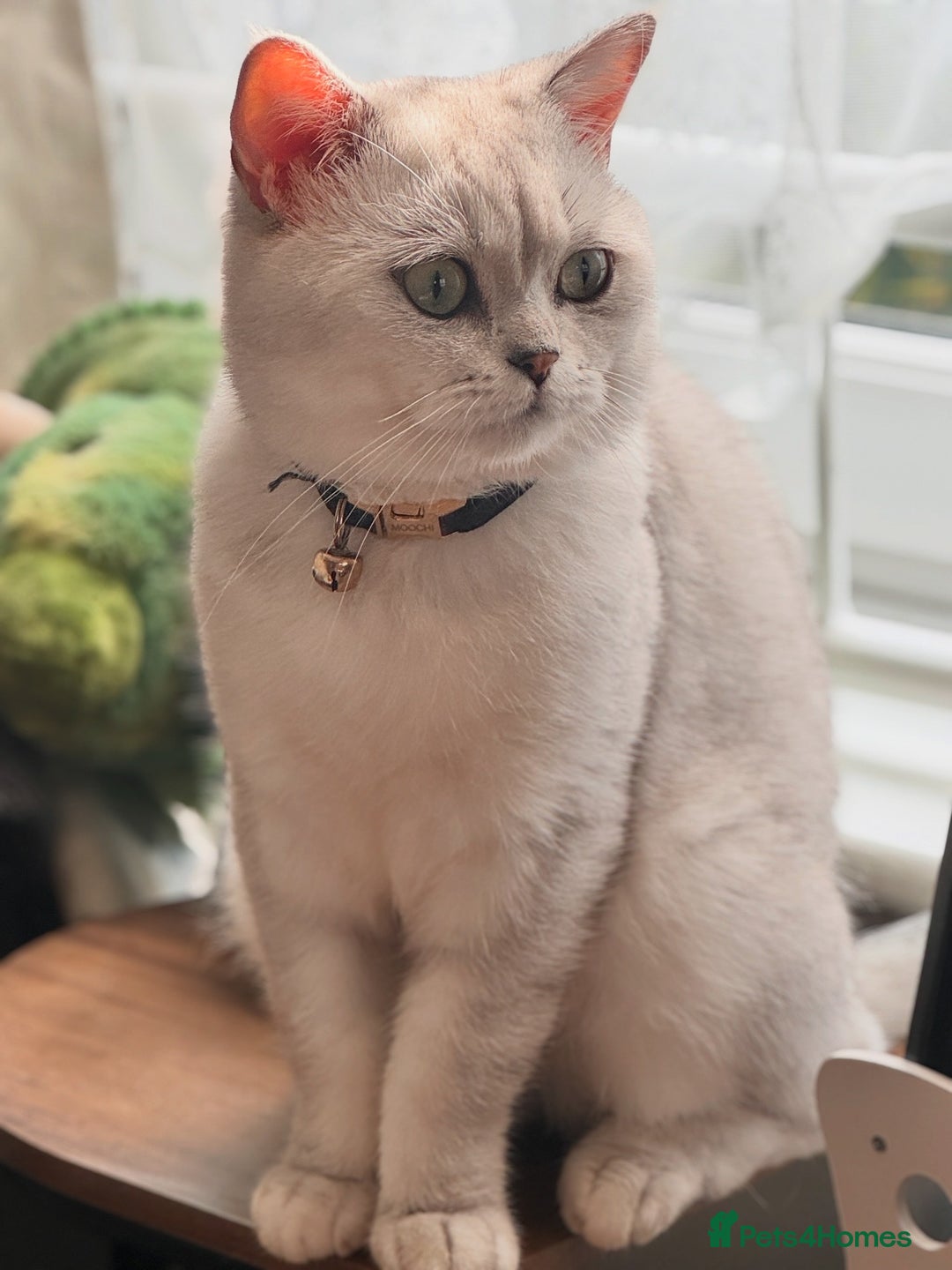 Scottish Fold cats for sale: Rehoming my lovely cats - Image 4
