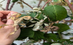 Stick Insects invertebrates for sale: Macleay's/ giant pricklies (Extatosoma tiaratum) - Image 9