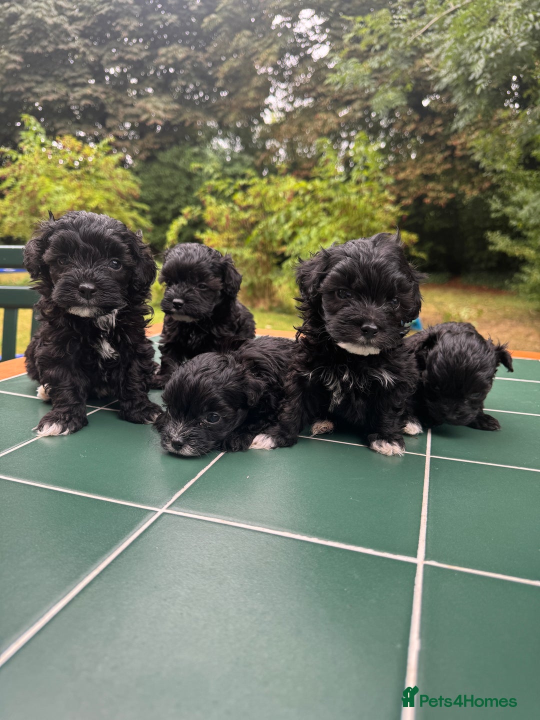 Maltipoo dogs for sale: Gorgeous tiny toy Maltipoo puppies  - Image 1