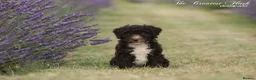 Spanish Water Dog dogs for sale: Spanish water dog  - Advert 27