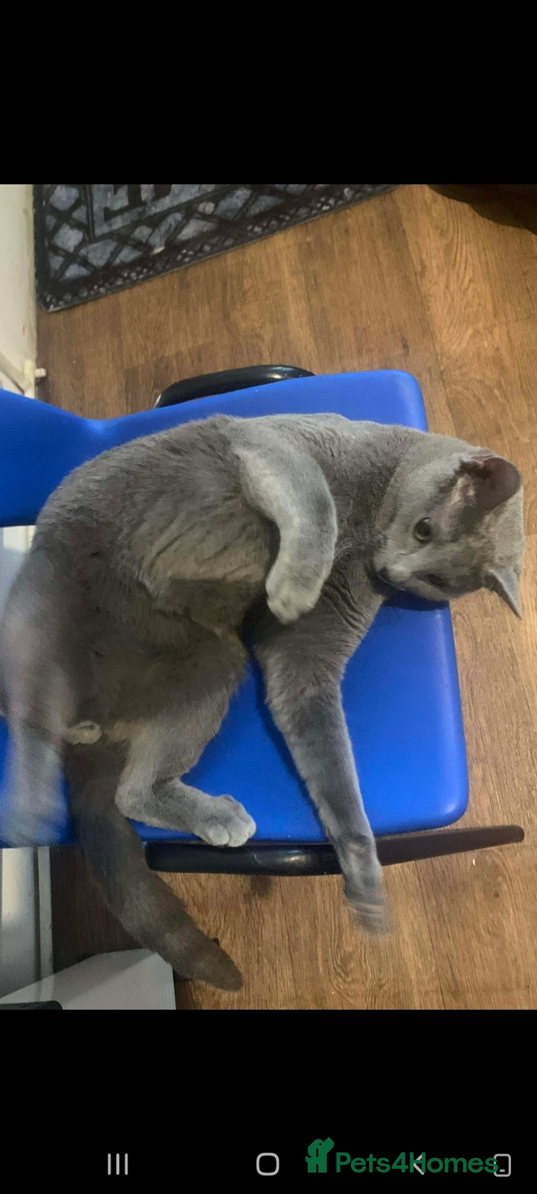 Russian Blue cats for stud: Blue Russian boy for stud active - Advert 3