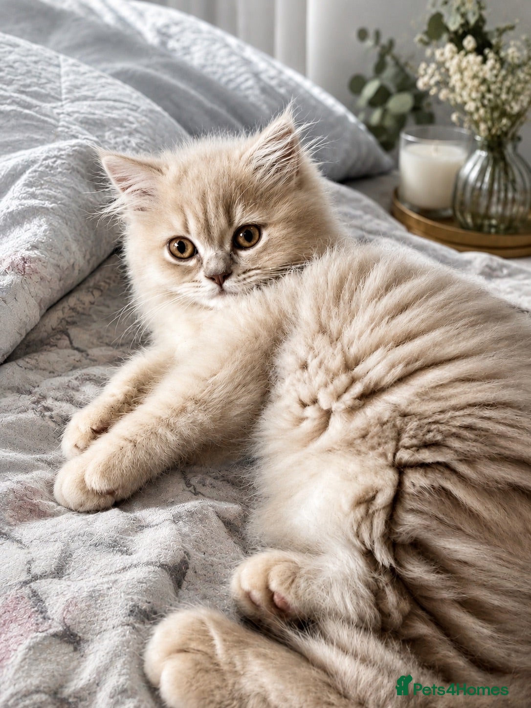 British Longhair cats 🎀Last longhair girl available from this litter.  - Advert 1