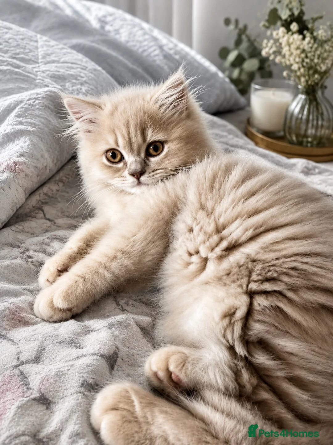British Longhair cats for sale: ⭐️GCCF BLH Golden Lilac Girl💝 - Advert 1