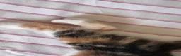 Mixed Breed cats for sale: 4 Beautiful Female Kittens Ready in August - Advert 38