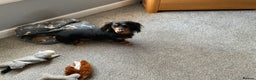 Dachshund dogs for stud: Long haired miniature dachshund for stud - Advert 3