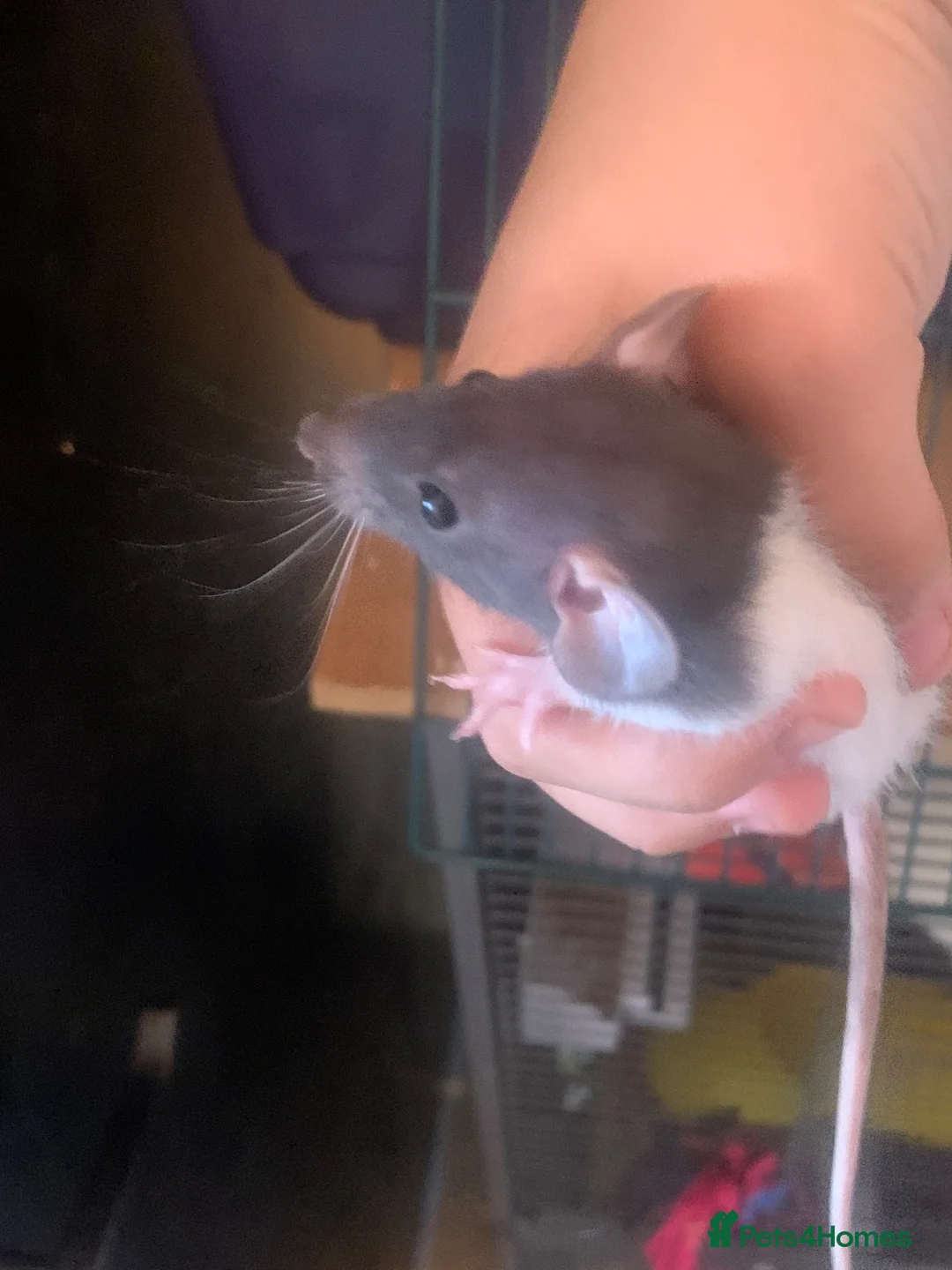 Rat rodents for sale: Baby rats for sale hull  in Hull - Advert 4