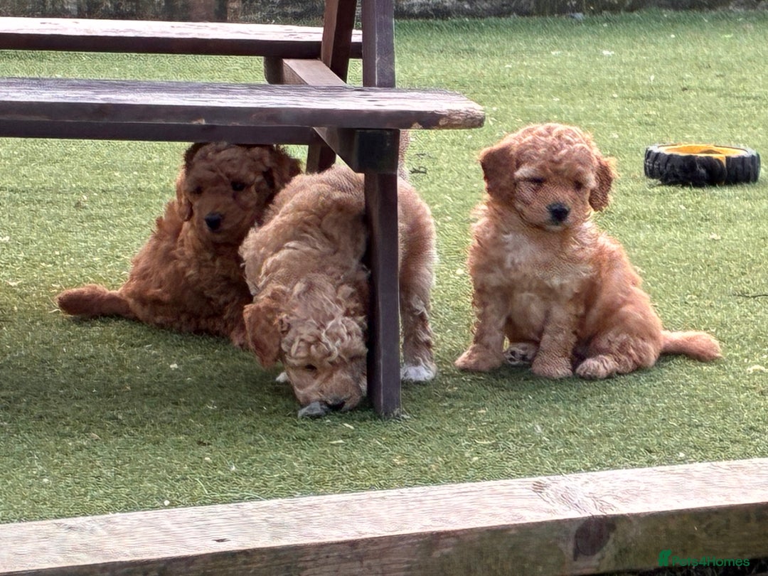 Poochon dogs for sale: ✨ Gorgeous Red & Apricot Poochon Puppies ✨ - Image 7