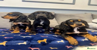 Cocker Spaniel dogs - Advert 5