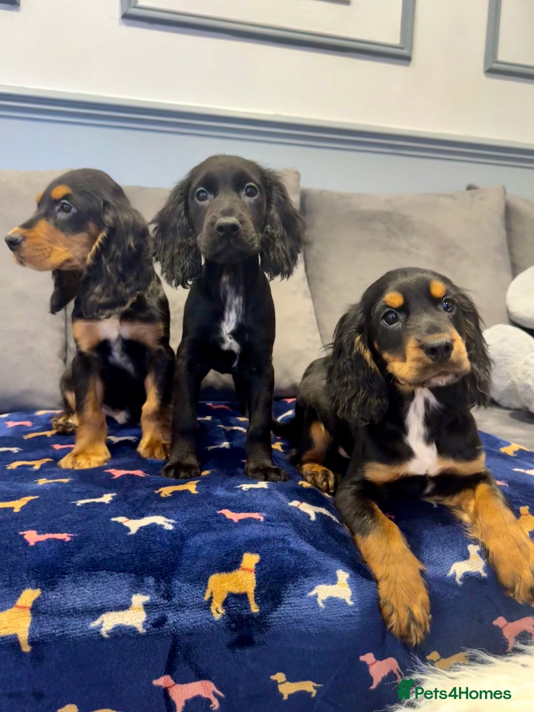 Cocker Spaniel dogs for sale: Cocker Spaniel Puppies  - Image 2