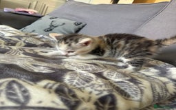 Bengal cats for sale: 4 beautiful part bengal kittens  - Image 6
