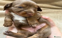Miniature Dachshund dogs for sale: Stunning Kc Reg Long Hair Mini Dachshund puppies  - Image 28
