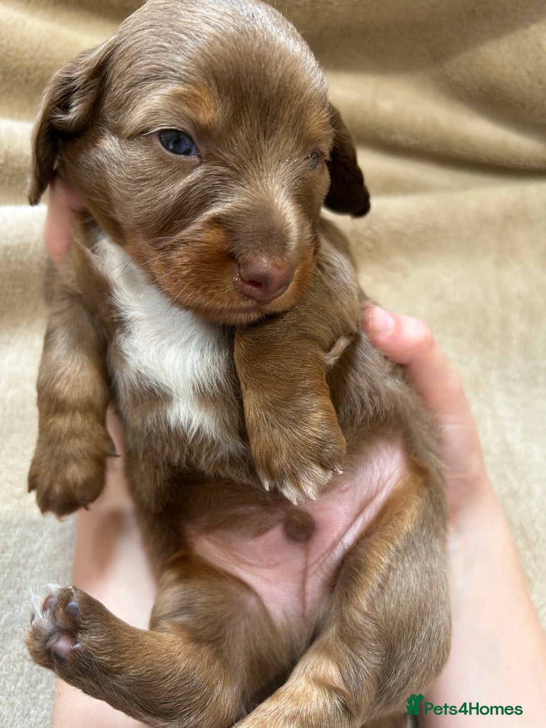 Miniature Dachshund dogs for sale: Stunning Kc Reg Long Hair Mini Dachshund puppies  - Image 28