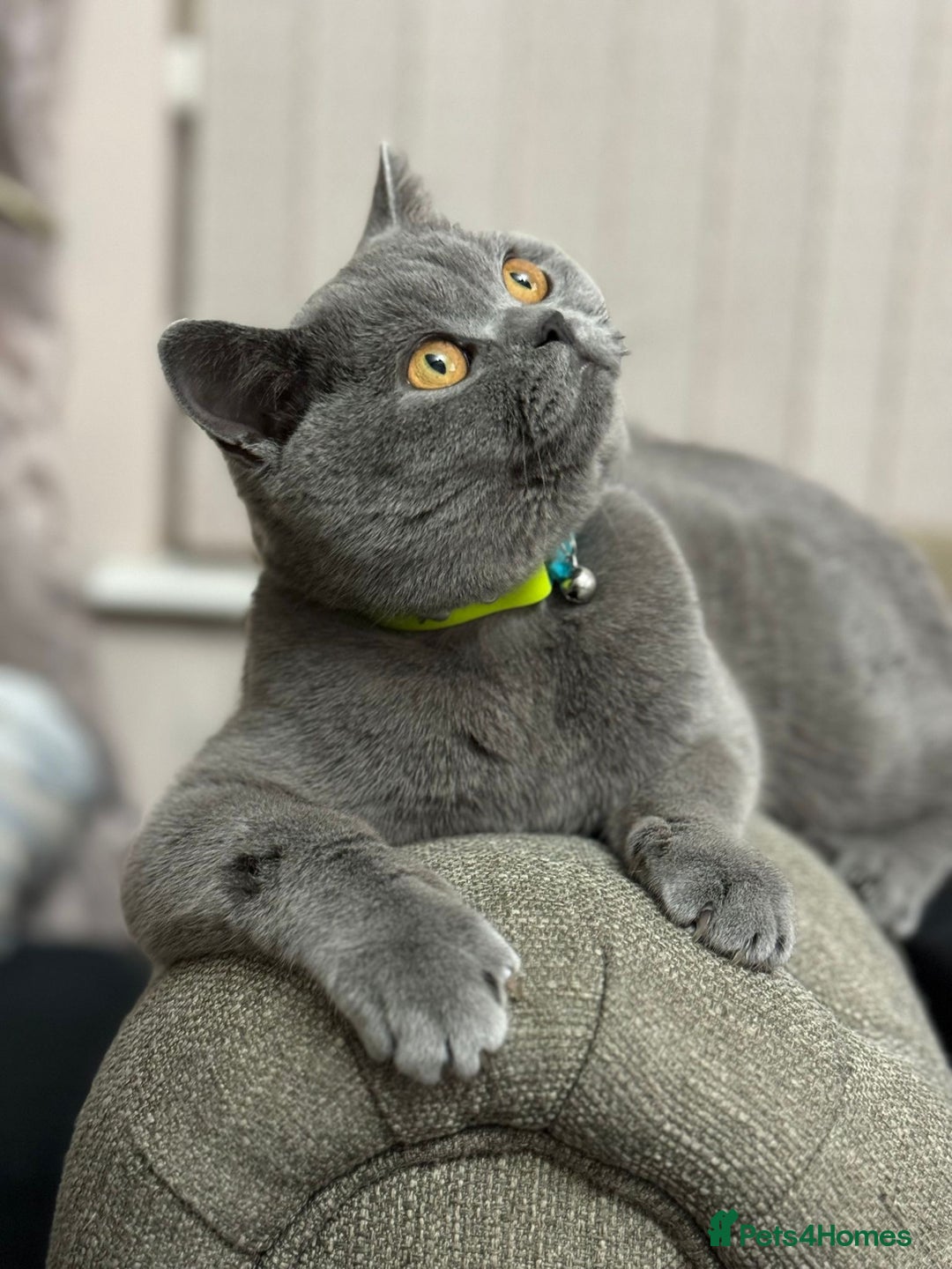 British Shorthair cats for sale: British shorthair - Advert 5