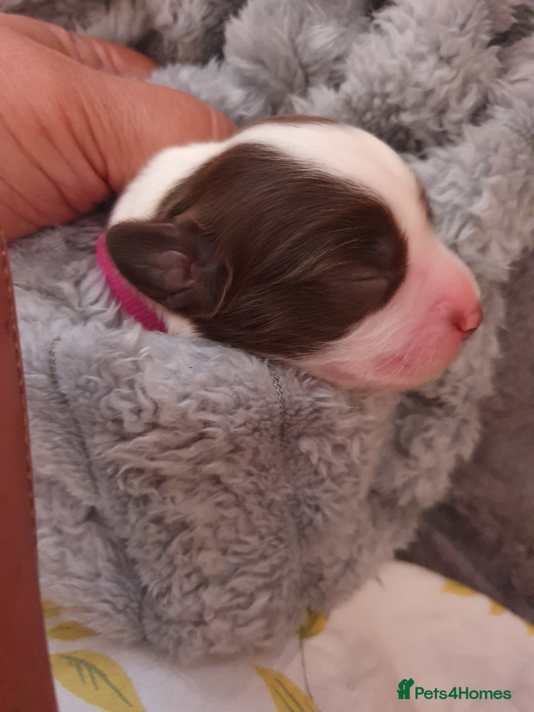 English Springer Spaniel dogs for sale: KC-ESS PUPPIES - DNA Health tested   - Image 21