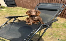 Cocker Spaniel dogs for sale: 6-month old cocker spaniel - Image 4