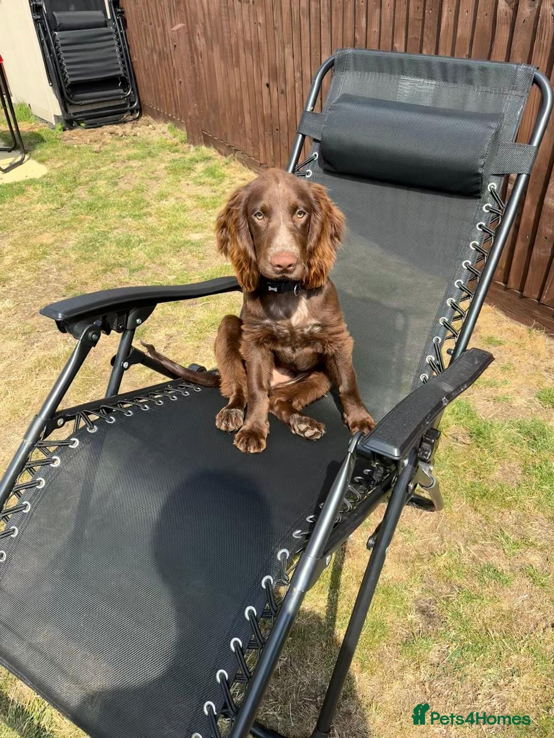 Cocker Spaniel dogs for sale: 6-month old cocker spaniel - Image 4
